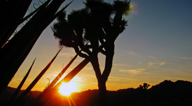 Národní park Joshua Tree – země Jozuova stromu