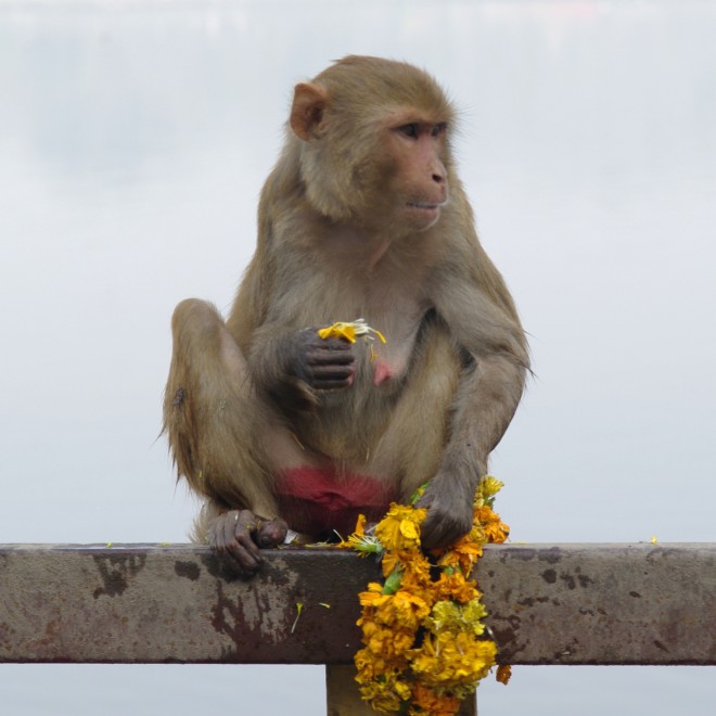 Uttarpradesh, Indie