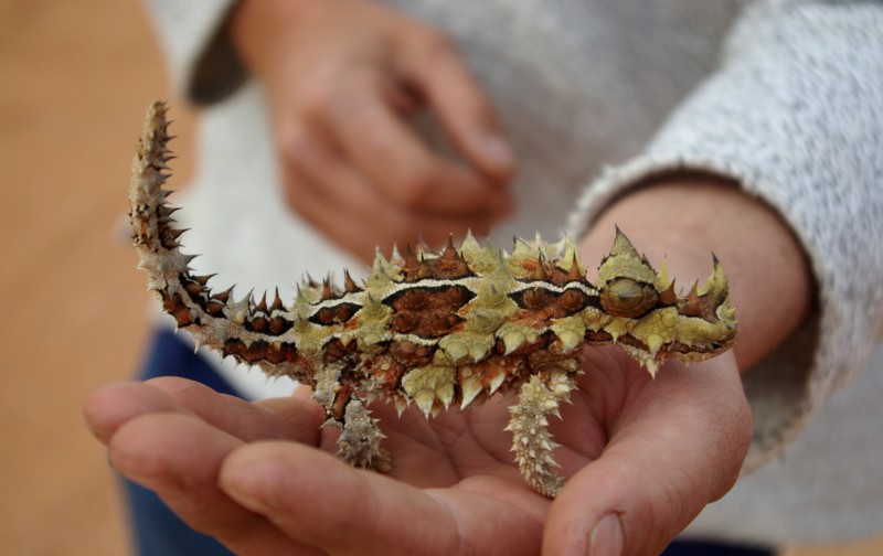 Australie - Thorny Devil