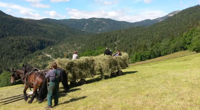 WWOOFing aneb Spoj „doplň si sám“ s „doplň si sám“… prostě žij smysluplně!