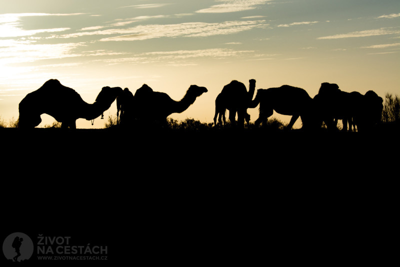 Fotoreport z cesty napříč Tuniskem – Cestou jsme v poušti potkali karavanu velbloudů.