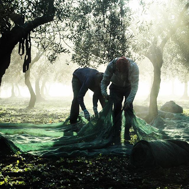 Dobrovolníci pokládají sítě pod olivovníky v průběhu prosince. Altamura, Puglia.