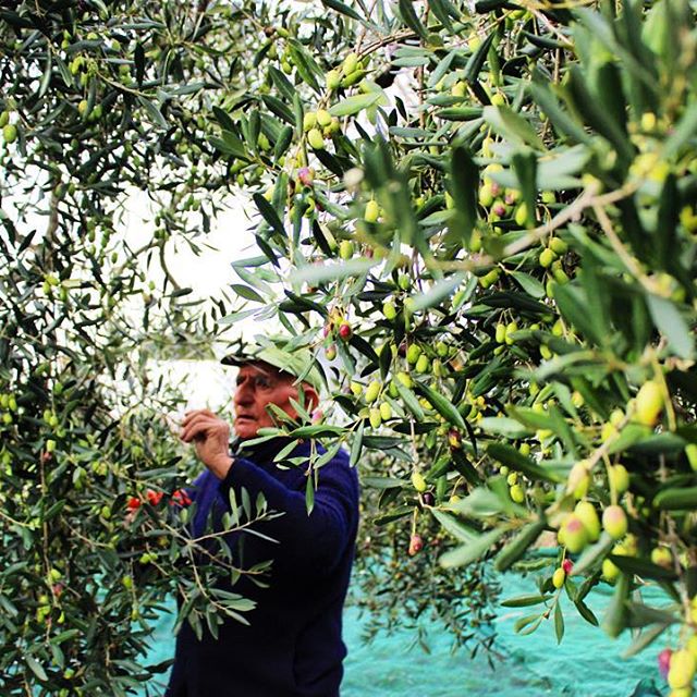 Marcantonio Creanza sbírá ručně olivy k výrobě jejich rodinného olivového oleje. I když v mnoha místech převzaly práci automatizované stroje, Creanzové stále pracují na svých sedmi sadech tradičním způsobem. Používají pouze malé ruční hrábě nebo větší pneumatické. A vzniklý olej je vyjímečný.