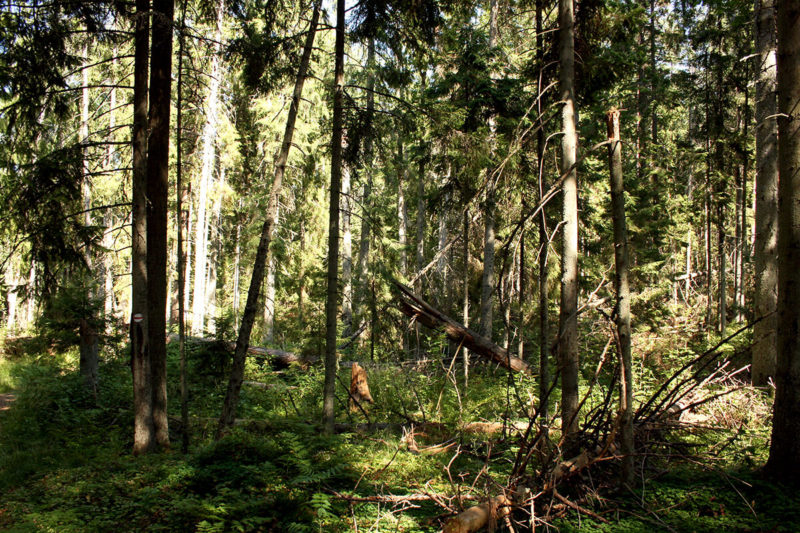 Národní park Lahemaa