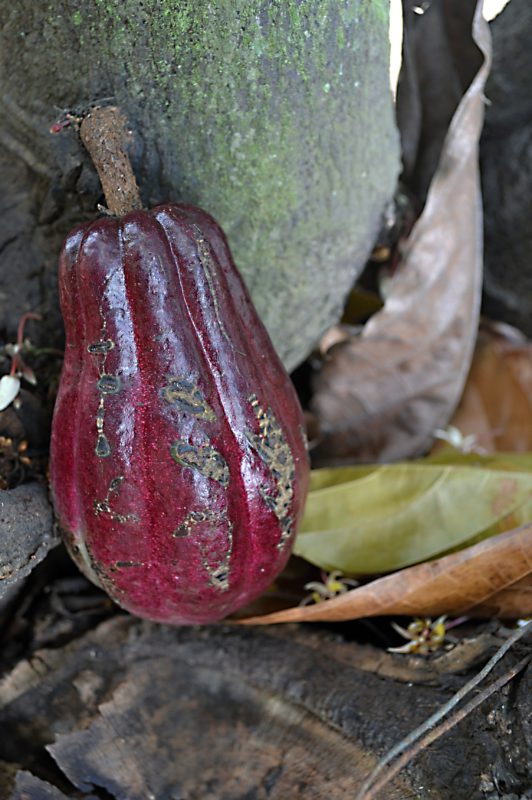 Plod kakaovníku