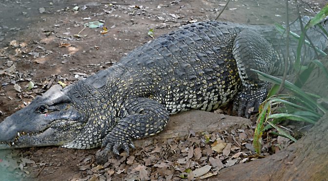 Za krokodýlem kubánským na farmu Criadero de Cocodrilos, Guamá, Kuba