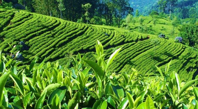 Srí Lanka, země čaje: Nejlepší čajové plantáže Cejlonu