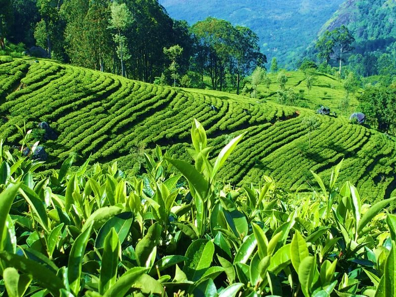 Srí Lanka, země čaje: nejlepší čajové plantáže Cejlonu?