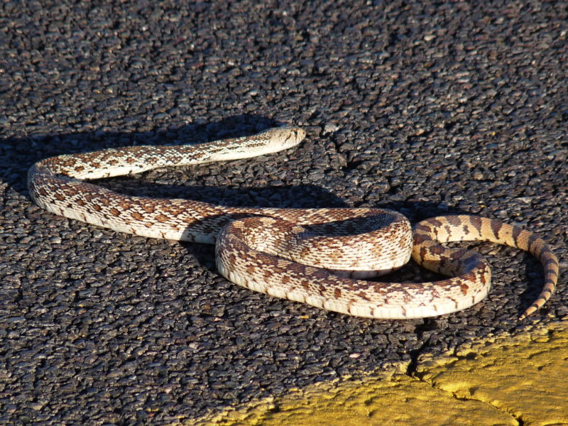 Když najezdíte tisíce kilometrů po zemích, jako je Mexiko nebo Austrálie, na nějakého toho hada musíte narazit.