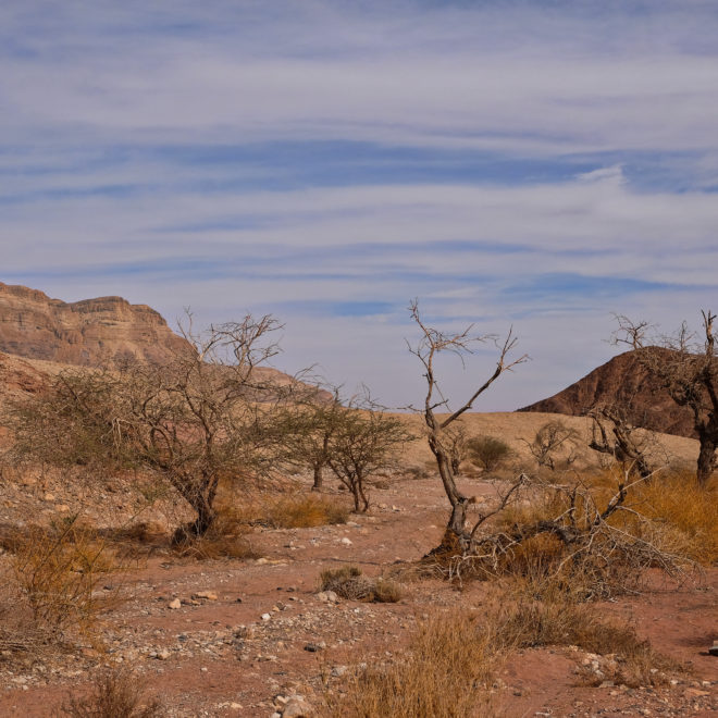 V Timna parku
