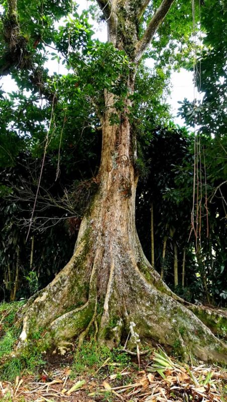 V okolí Boquete, Panama